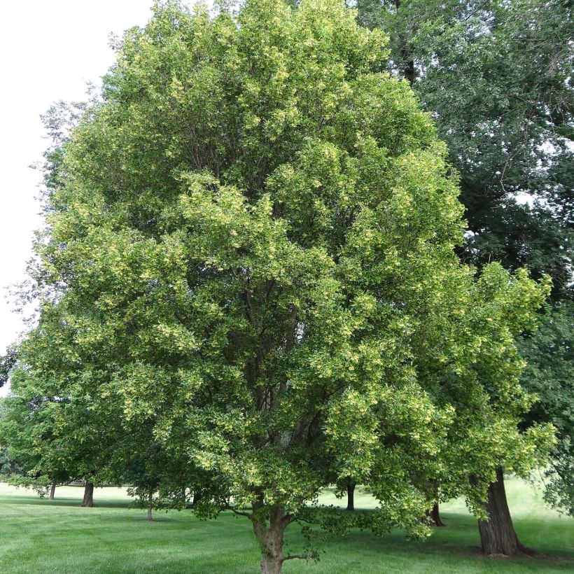 Acer buergerianum - Maple (Plant habit)