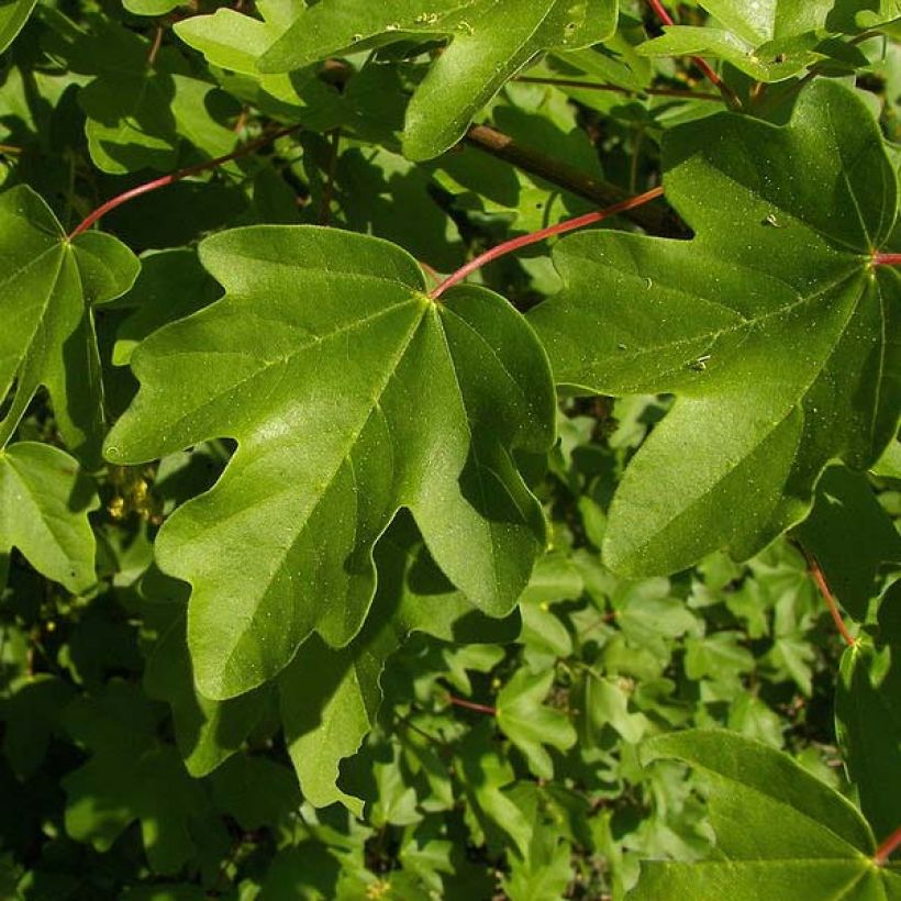 Acer campestre - Maple (Foliage)