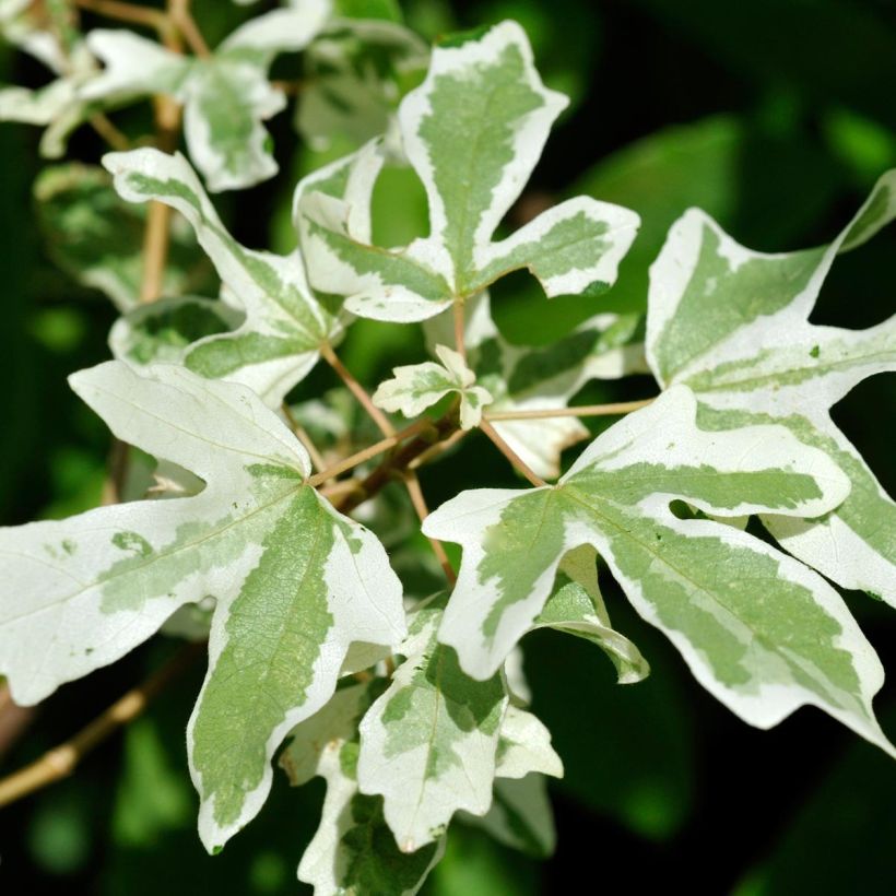 Acer campestre Carnival - Maple (Foliage)