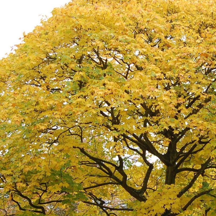 Acer cappadocicum Aureum - Maple (Foliage)