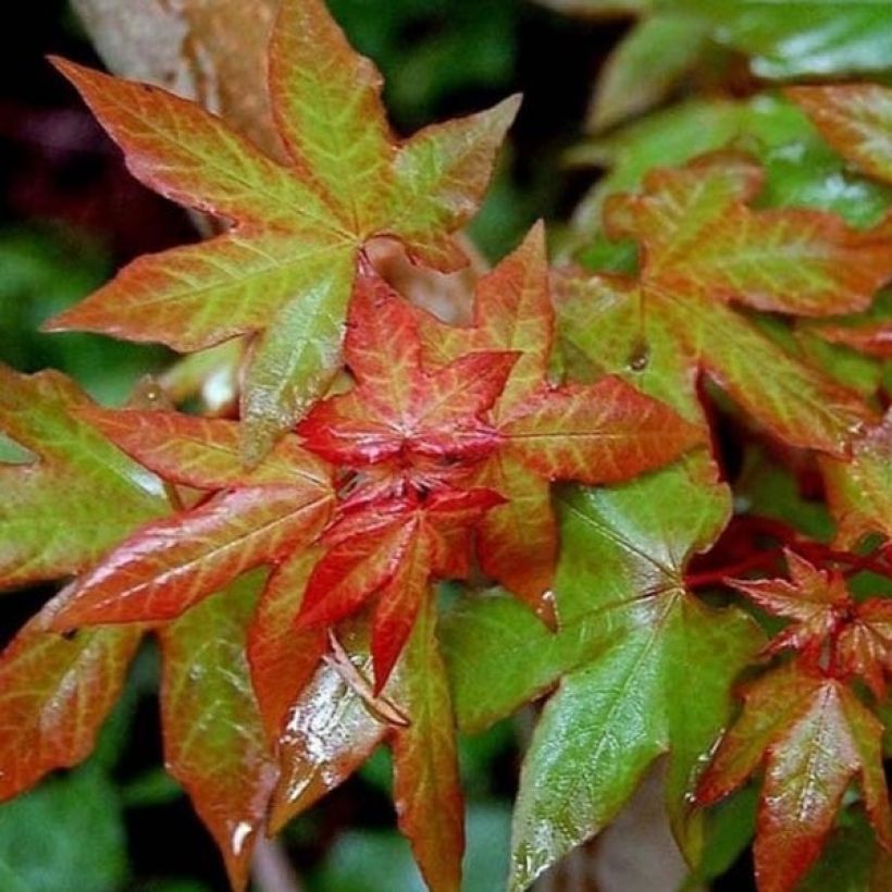 Acer cappadocicum Rubrum - Maple (Foliage)