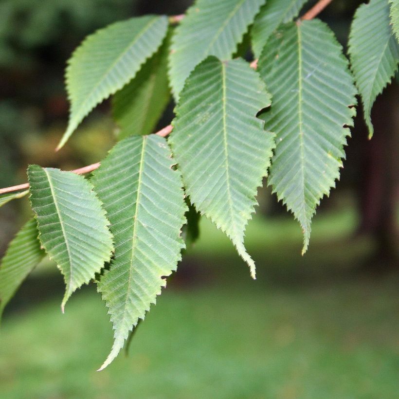 Acer carpinifolium - Maple (Foliage)