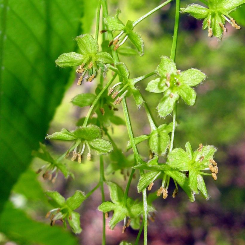 Acer carpinifolium - Maple (Flowering)