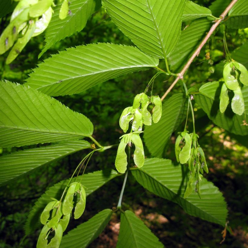 Acer carpinifolium - Maple (Harvest)