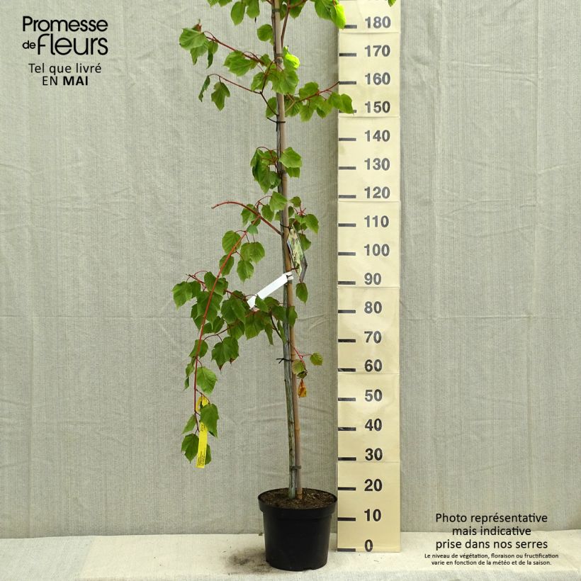 Acer conspicuum Red Flamingo - Maple 7.5L/10L pot sample as delivered in spring