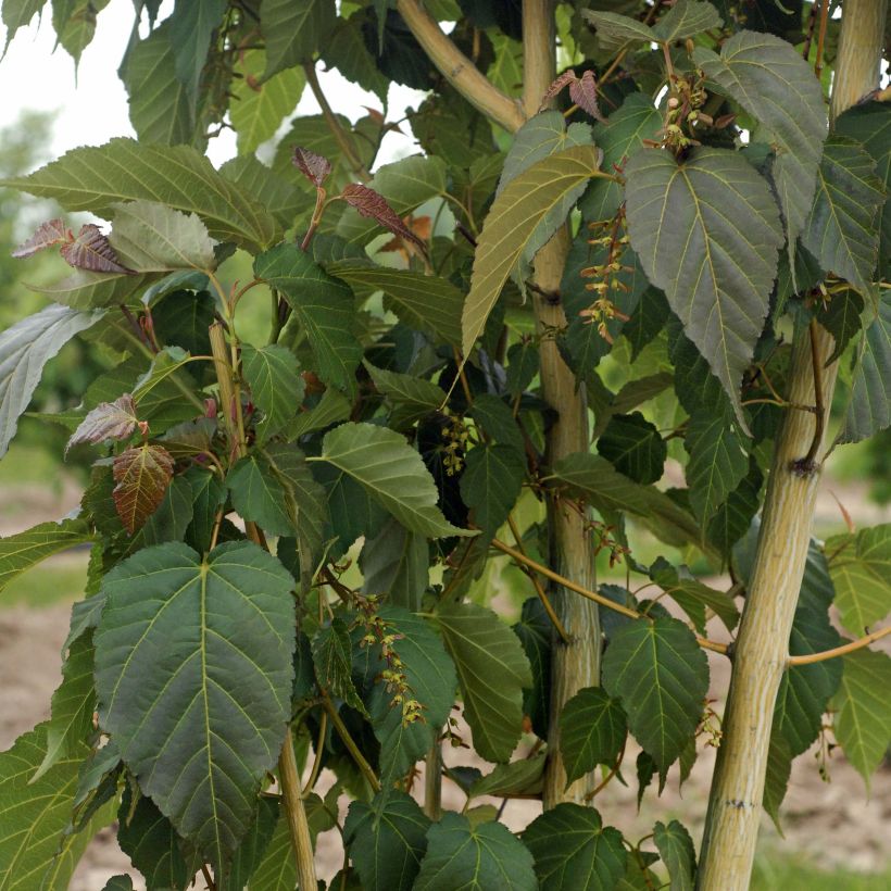 Acer davidii Viper - Maple (Foliage)