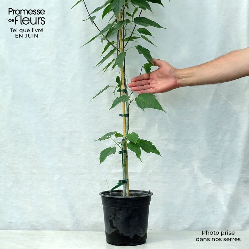 Acer davidii Viper - Maple 4L/5L pot sample as delivered in summer