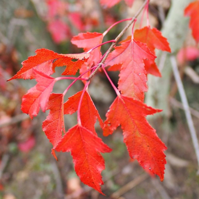 Acer tataricum subsp. ginnala - Maple (Foliage)