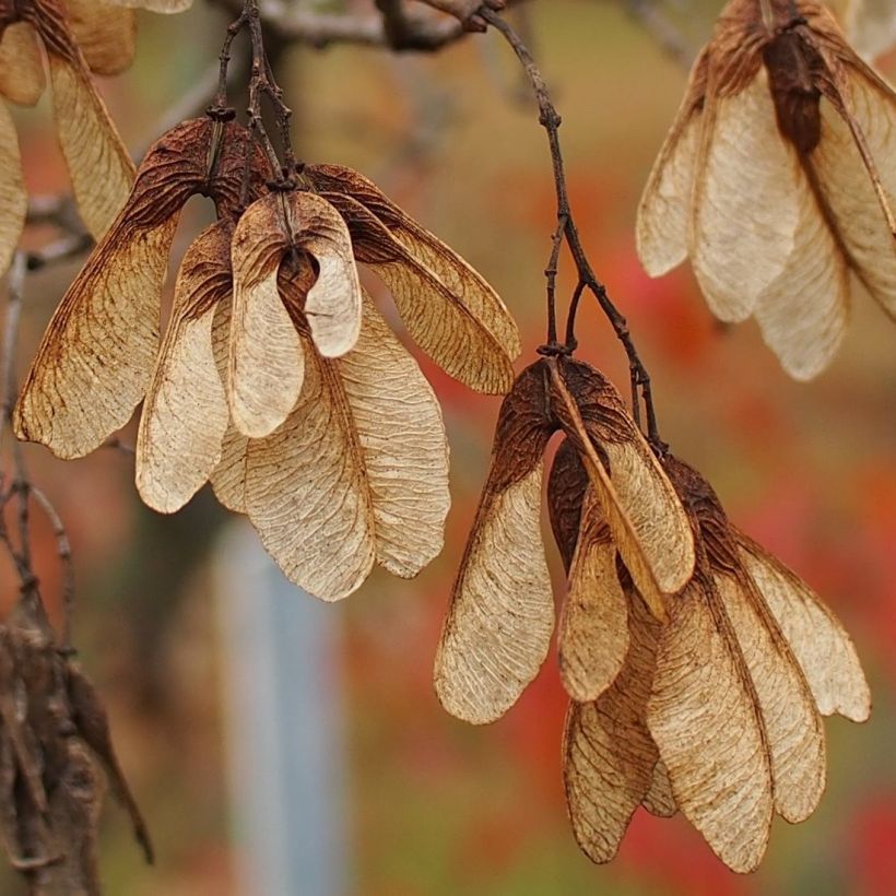 Acer tataricum subsp. ginnala - Maple (Harvest)