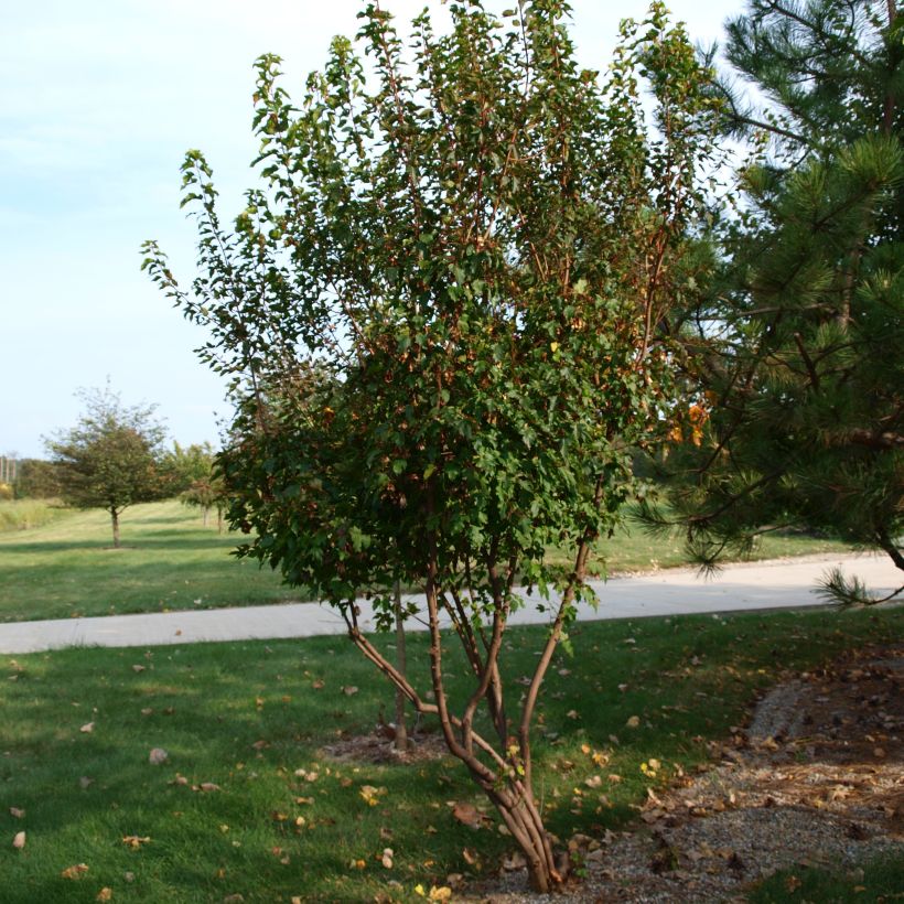Acer tataricum subsp. ginnala - Maple (Plant habit)