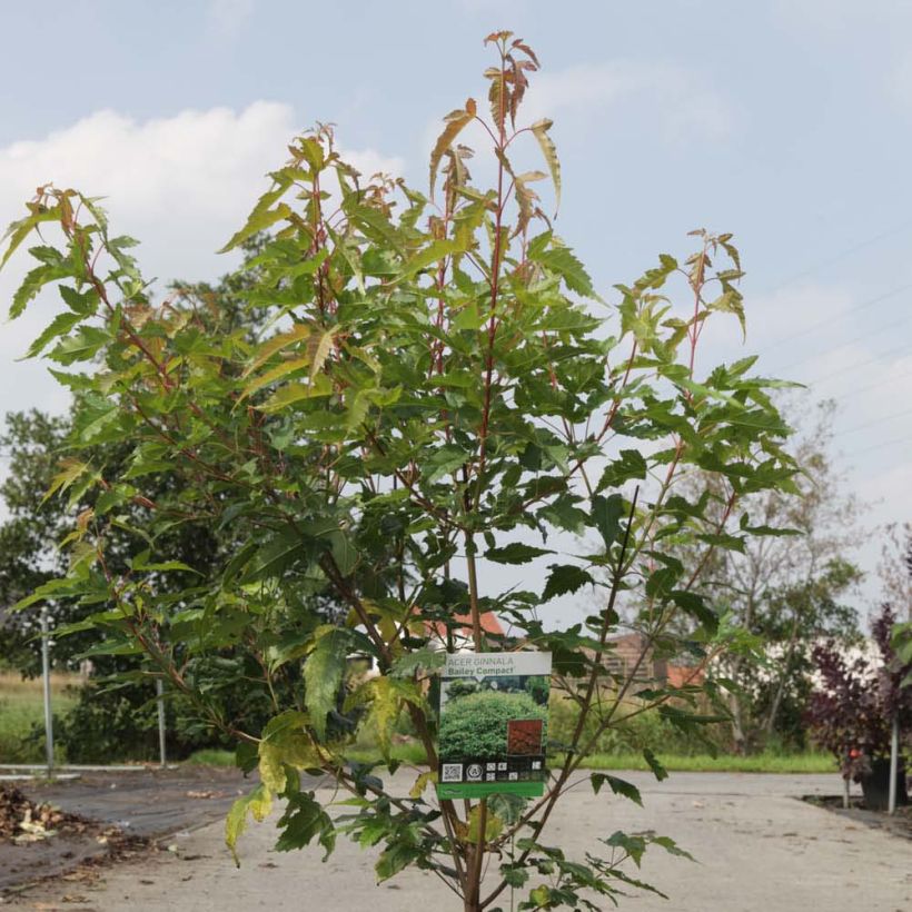 Acer tataricum subsp. ginnala Bailey Compact - Maple (Foliage)