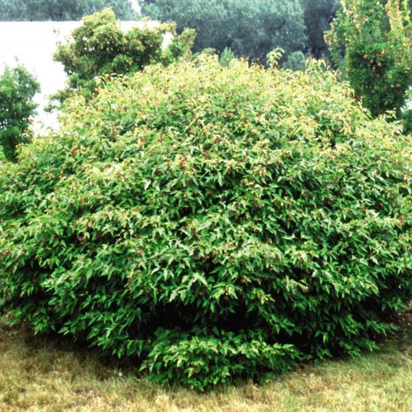 Acer tataricum subsp. ginnala Bailey Compact - Maple (Plant habit)