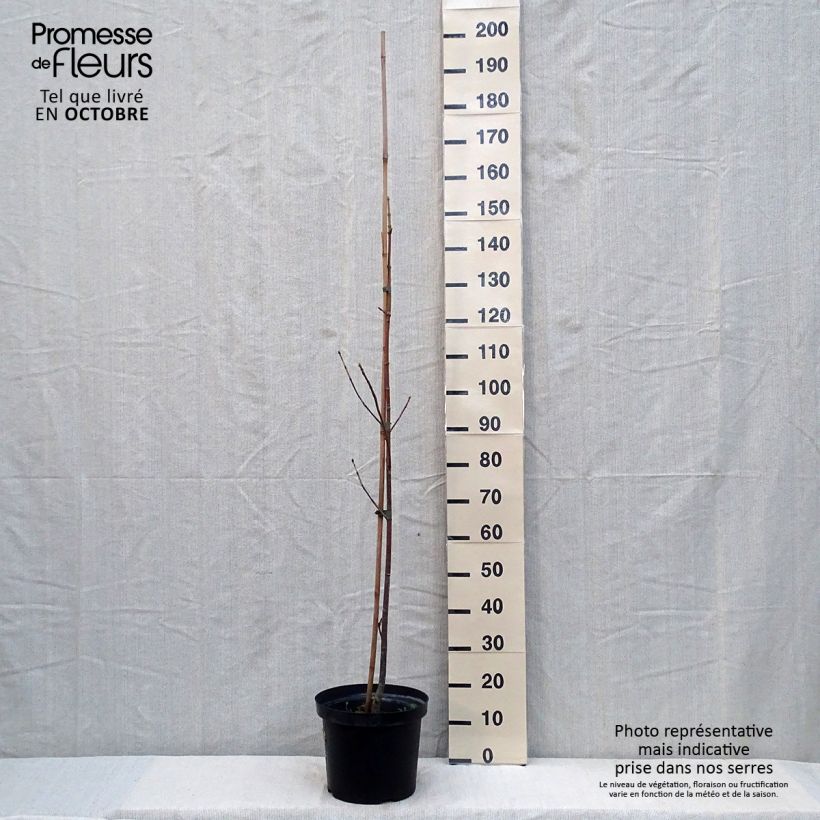 Acer macrophyllum - Big Leaf Maple 7.5L/10L pot sample as delivered in autumn