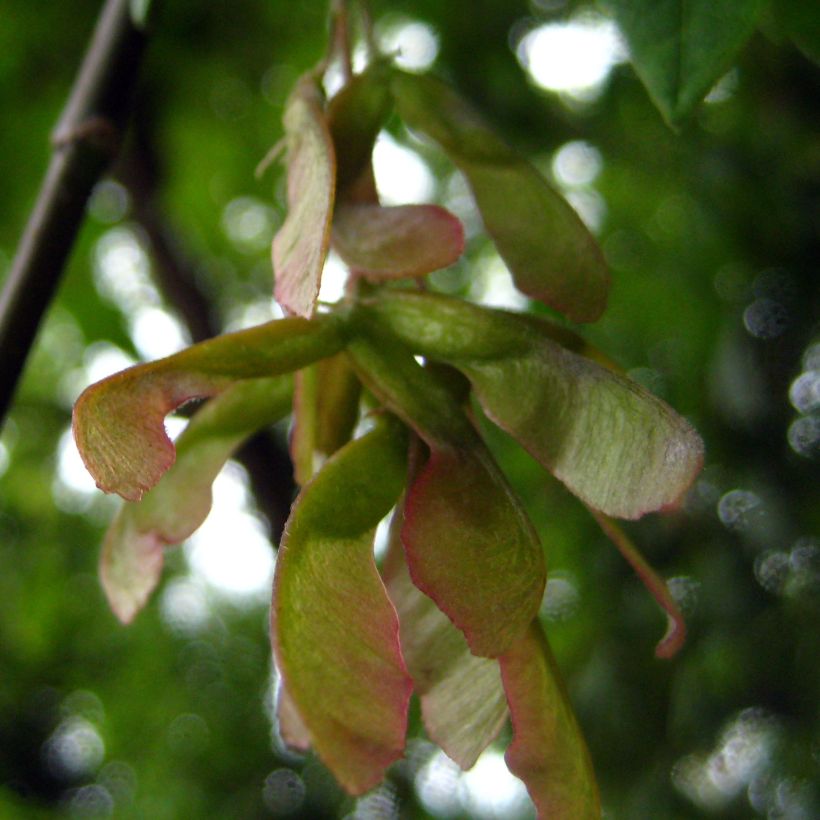 Acer negundo - Maple (Harvest)