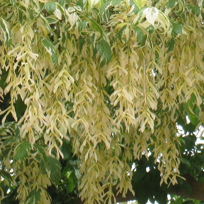 Acer negundo Aureomarginatum - Maple (Flowering)