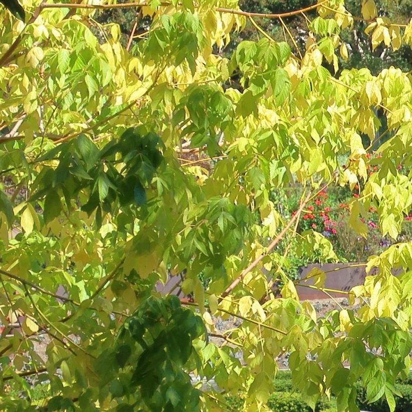 Acer negundo Kellys Gold - Maple (Foliage)