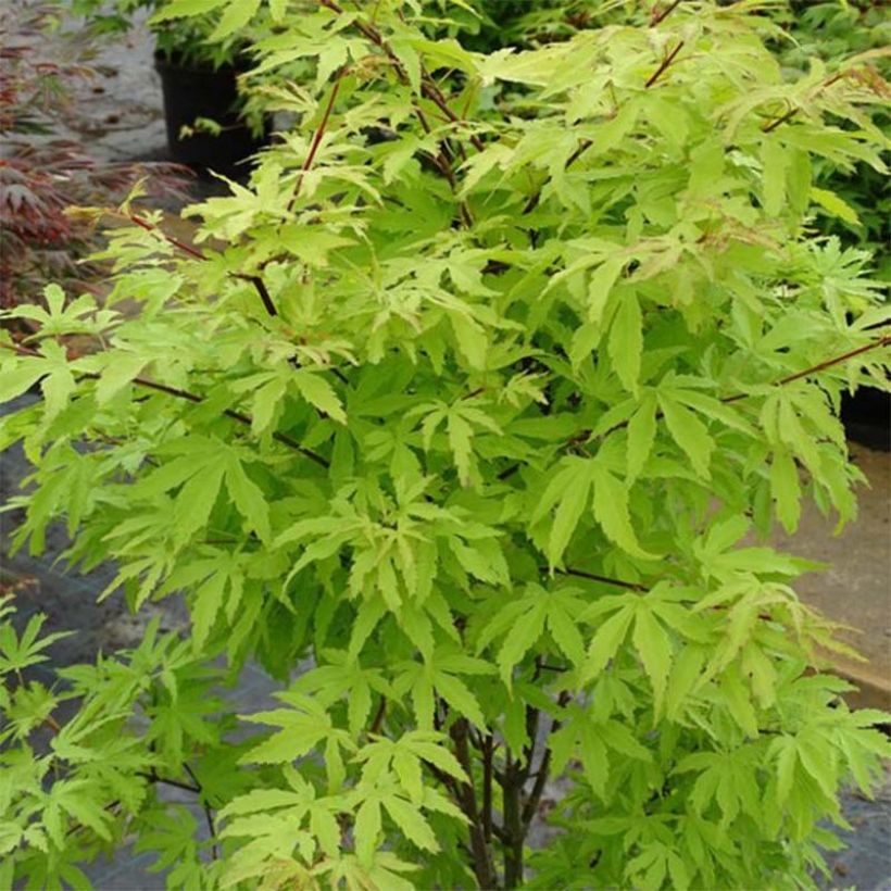 Acer palmatum Anne Irene - Japanese Maple (Plant habit)