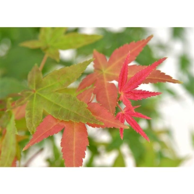 Acer palmatum Beni Maiko - Japanese Maple (Foliage)