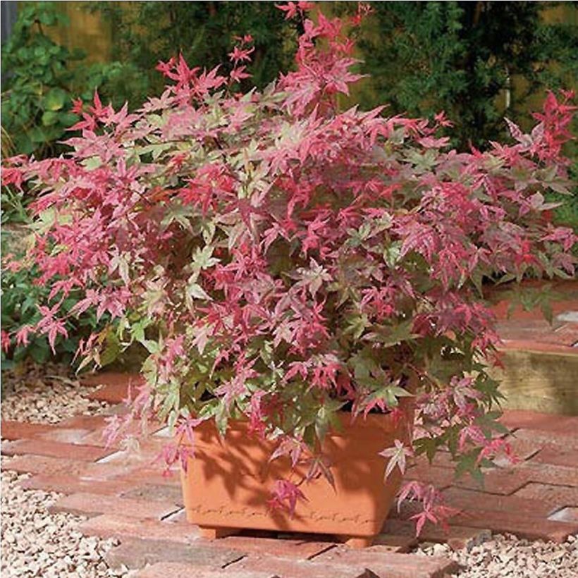 Acer palmatum Beni Maiko - Japanese Maple (Plant habit)