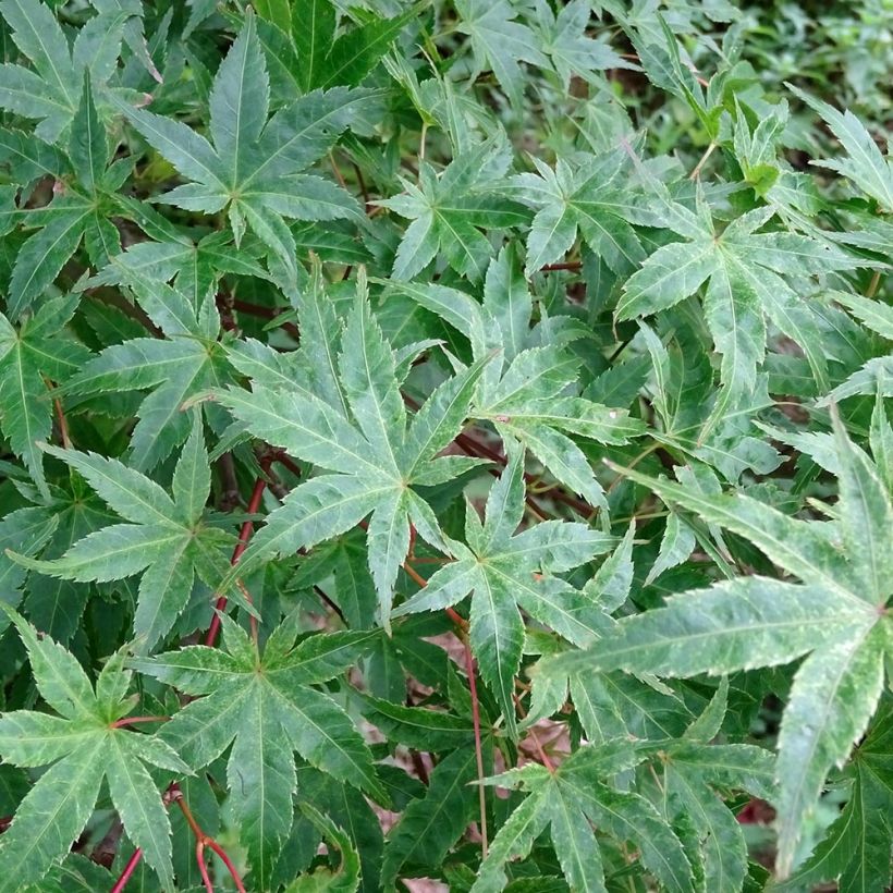 Acer palmatum Beni-tsukasa - Japanese Maple (Foliage)