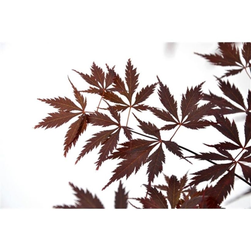 Acer palmatum Black Lace - Japanese Maple (Foliage)