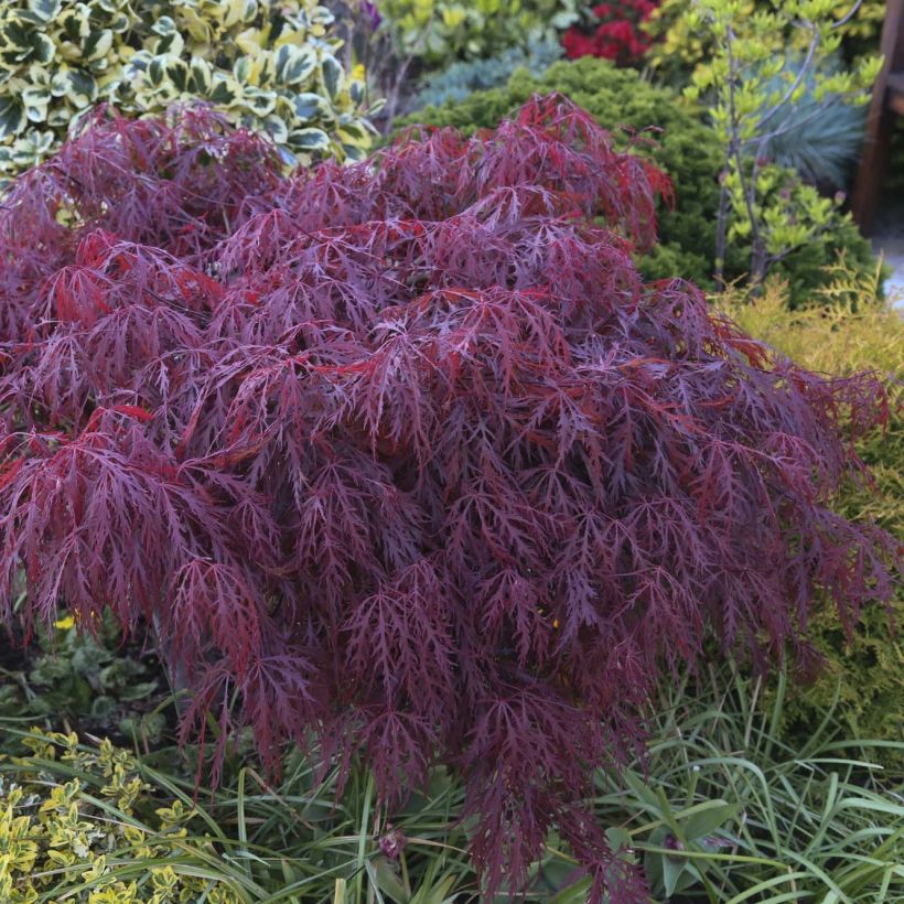 Acer palmatum susbp. dissectum Crimson Queen - Japanese Maple (Foliage)