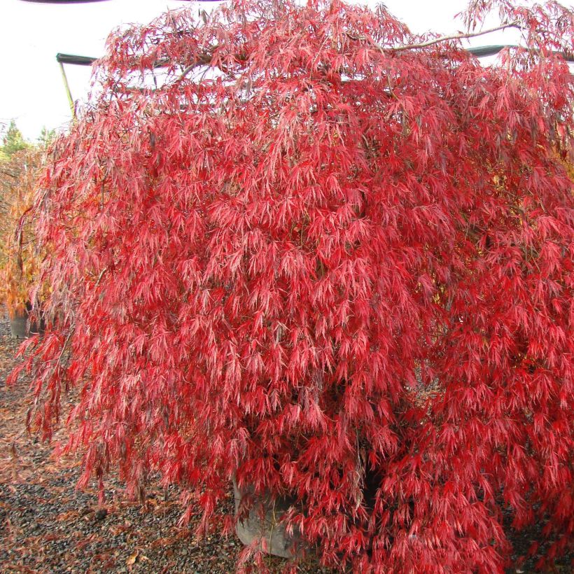 Acer palmatum susbp. dissectum Crimson Queen - Japanese Maple (Plant habit)