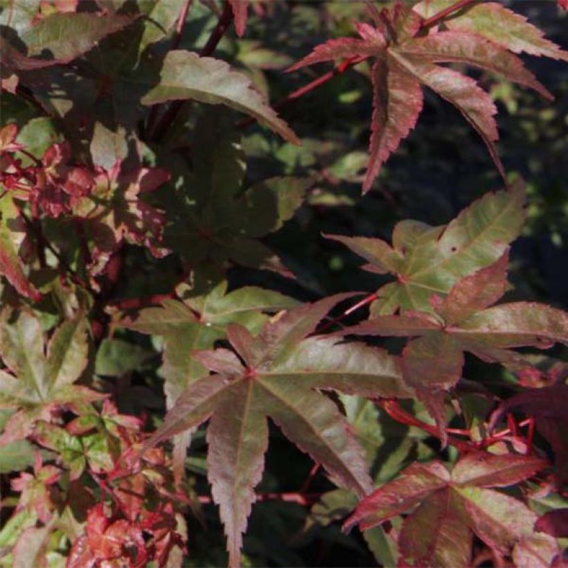 Acer palmatum Deshojo - Japanese Maple (Foliage)