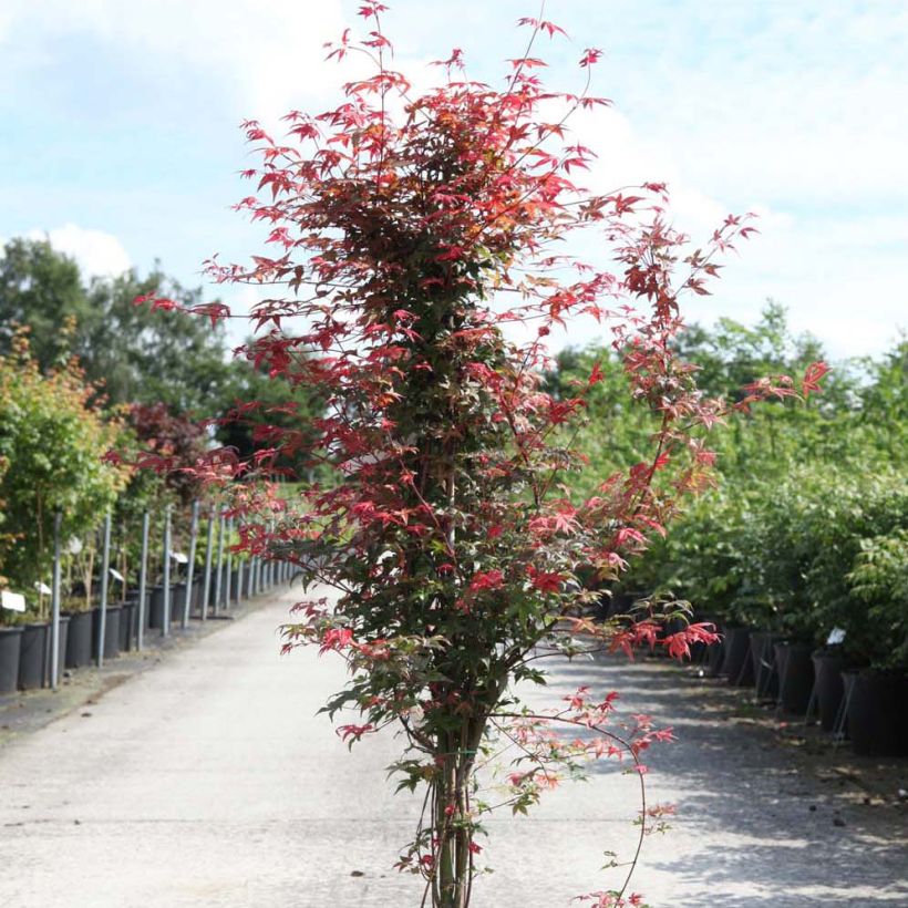 Acer palmatum Deshojo - Japanese Maple (Plant habit)