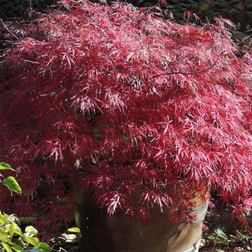 Acer palmatum var.dissectum Firecracker - Japanese Maple (Foliage)