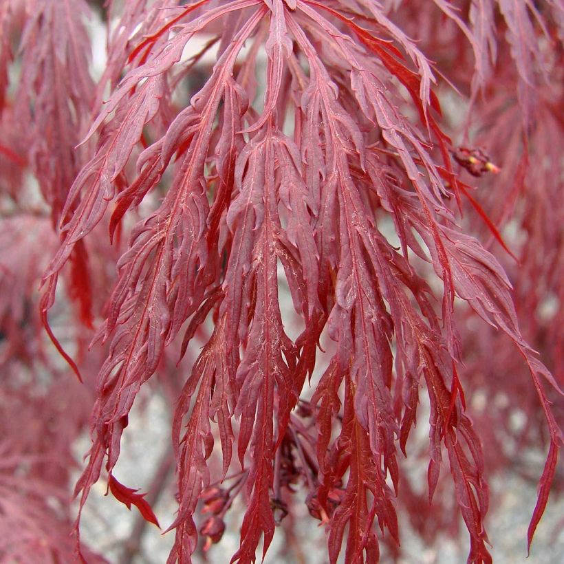 Acer palmatum Tamukeyama - Japanese Maple (Foliage)