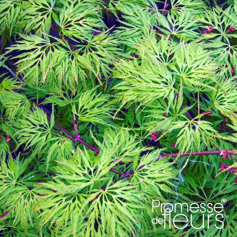 Acer palmatum var. dissectum Emerald Lace - Japanese Maple (Foliage)