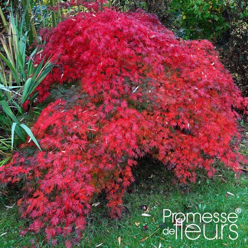 Acer palmatum var. dissectum Emerald Lace - Japanese Maple (Plant habit)