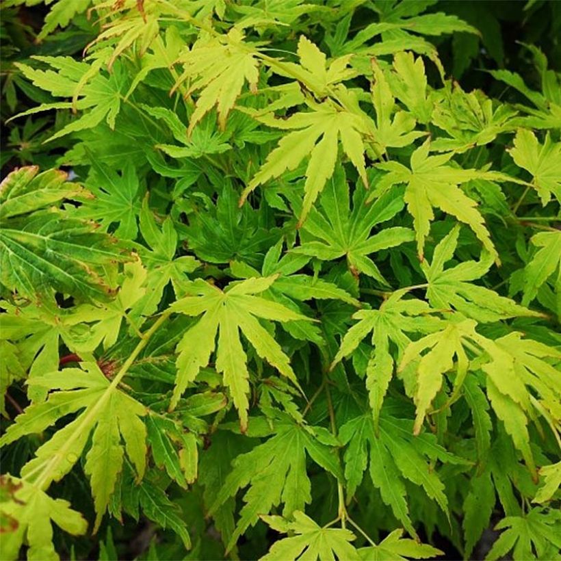 Acer palmatum Going Green - Japanese Maple (Foliage)