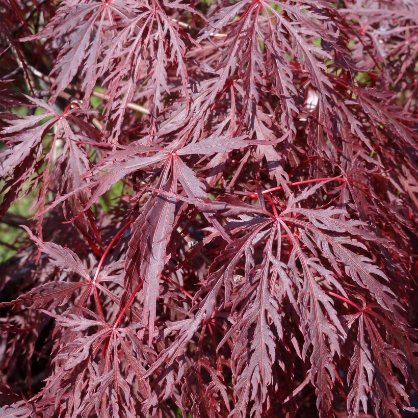 Acer palmatum Dissectum Inaba-Shidare - Japanese Maple (Foliage)