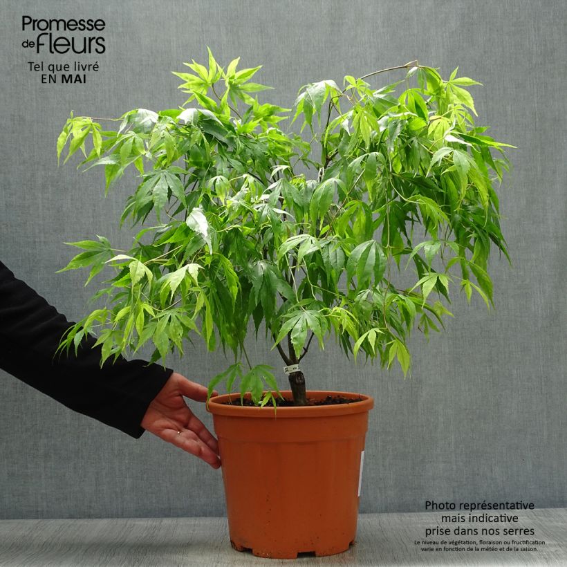 Acer palmatum Koto-No-Ito - Japanese Maple 7.5L/10L pot sample as delivered in spring