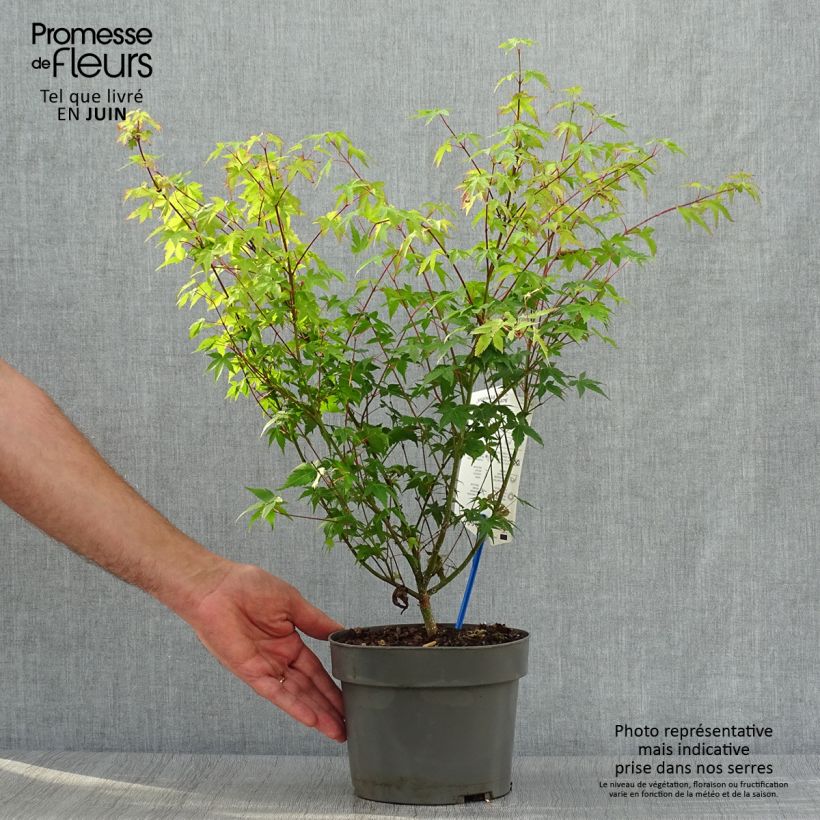Acer palmatum Little Princess - Japanese Maple 2L/3L pot sample as delivered in summer