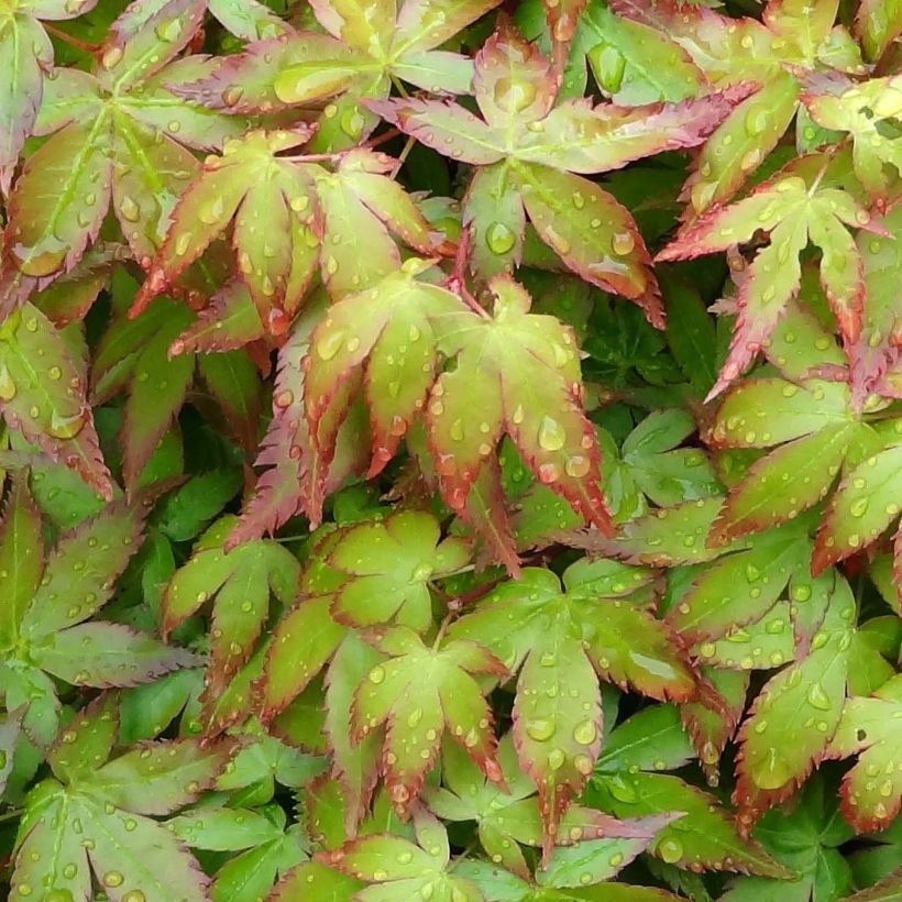 Acer palmatum Little Princess - Japanese Maple (Foliage)