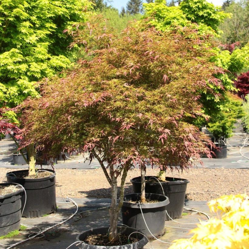 Acer palmatum Manyo-No-Sato - Japanese Maple (Plant habit)