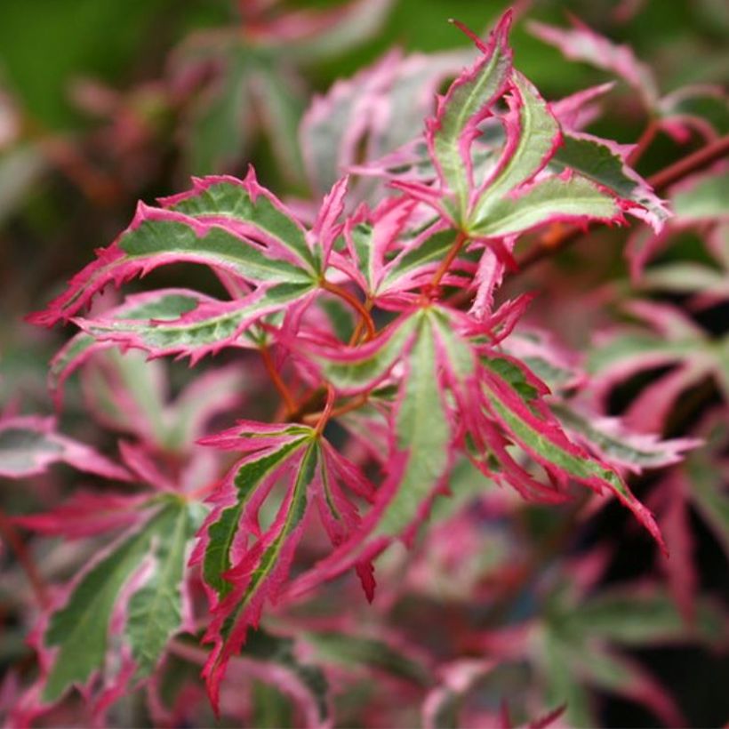 Acer palmatum Marlo - Japanese Maple (Foliage)