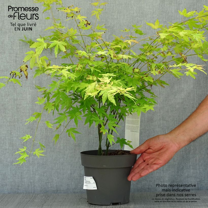 Acer palmatum Orange Dream - Japanese Maple 3L/4L pot sample as delivered in summer