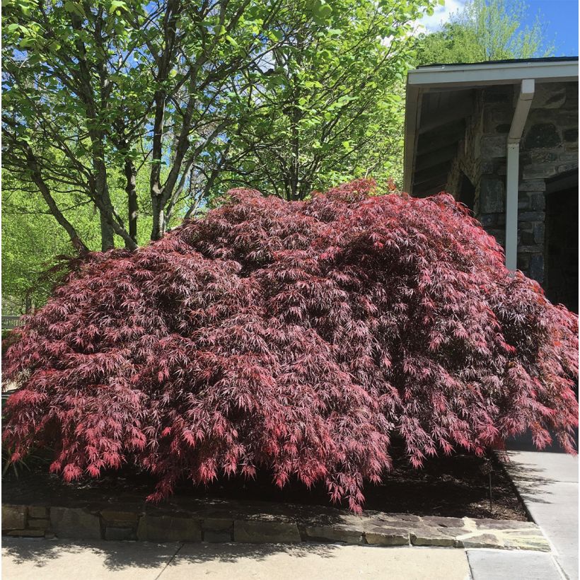 Acer palmatum Pévé Dave - Japanese Maple (Plant habit)