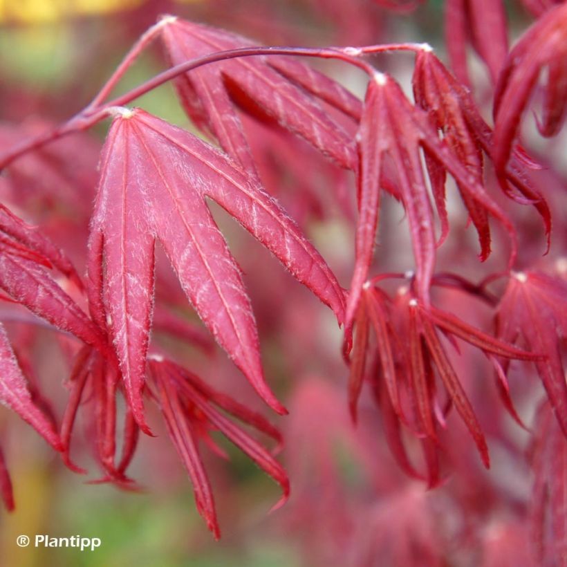 Acer palmatum Pévé Starfish - Japanese Maple (Foliage)