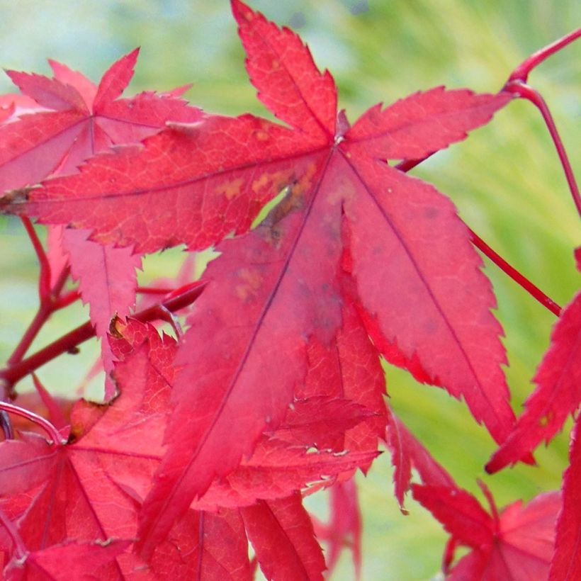 Acer palmatum Redwine - Japanese Maple (Foliage)