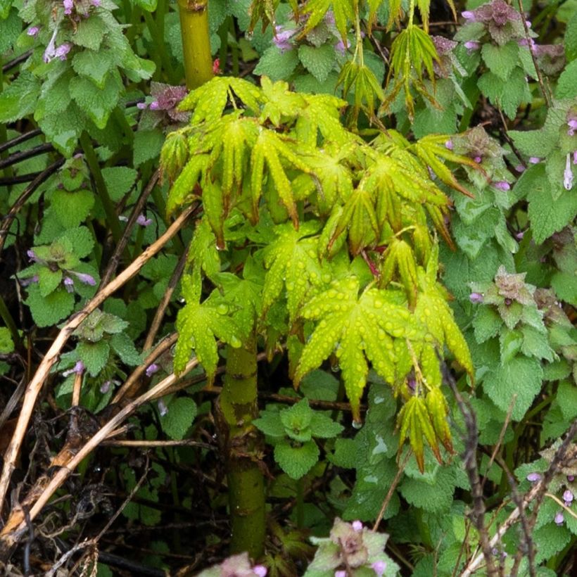 Acer palmatum Ryusen - Japanese Maple (Foliage)