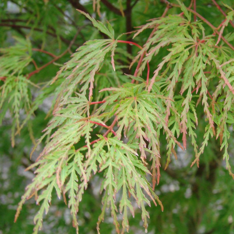 Acer palmatum Seiryu - Japanese Maple (Foliage)