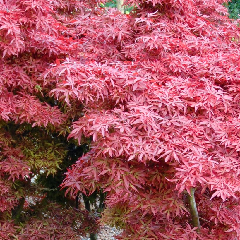 Acer palmatum Shaina - Japanese Maple (Foliage)