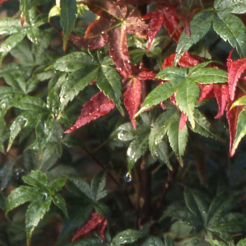 Acer palmatum Shindeshojo - Japanese Maple (Foliage)