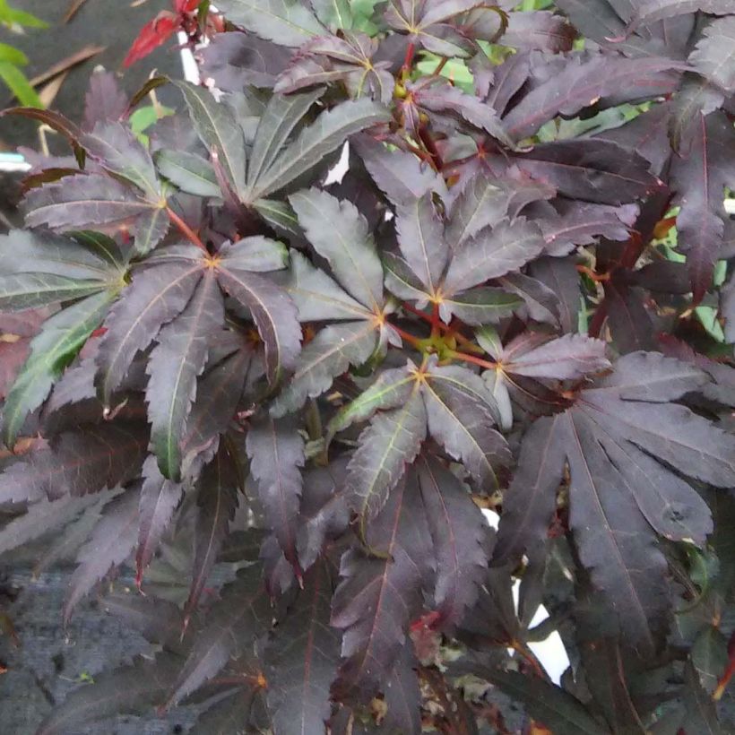 Acer palmatum Skeeters Broom - Japanese Maple (Foliage)