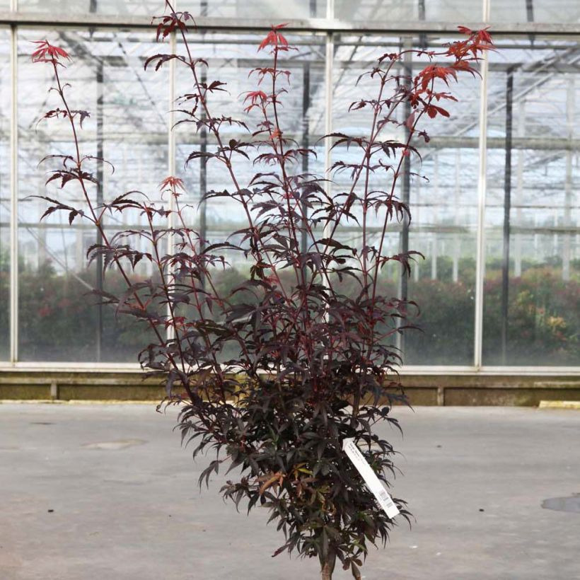 Acer palmatum Skeeters Broom - Japanese Maple (Plant habit)